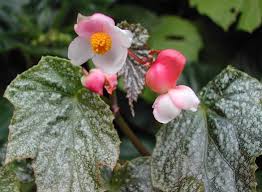 Image result for Begonia fusialata