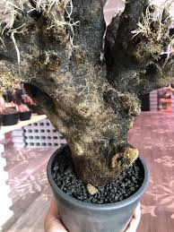 Image result for Xerophyta trichophylla