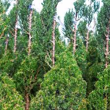 Image result for spiral cut juniper trees
