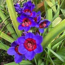 Image result for Babiana