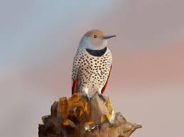 We did not find results for: Artstation Northern Flicker Bird Paul Rover