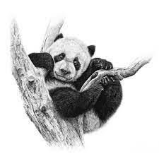 I drew a panda eating bamboo the 3 japanese symbols say power wisdom and courage. Artist Makes Hyper Realistic Drawings To The Point Where We See The Pores Of The Skin Panda Bear Art Panda Art Realistic Drawings