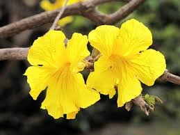 Image result for Handroanthus chrysotrichus