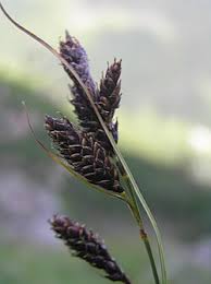 Image result for Carex mildbraediana