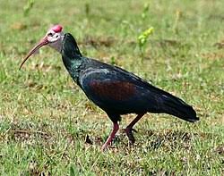 והמקום הראשון באליפות הקומנדו הולך ל. Category Geronticus Wikimedia Commons