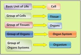 Organs In Multi Cellular Organisms 7th Grade Worksheets Pdf