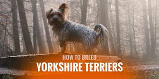 Yorkies' tails are required to be docked when participating in dog shows. How To Breed Yorkshire Terriers Mating Pregnancy In Yorkie Breeding