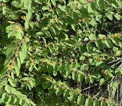 Image result for Grewia retinervis