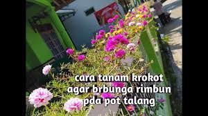 Cara membuat tanaman hias hiasan dari sedotan. Ide Kreatif Tanam Krokot Moss Rose Lebat Dan Rimbun Pada Pot Talang Youtube