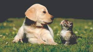 Maybe you would like to learn more about one of these? Cedar Bend Humane Society Surrender A Pet