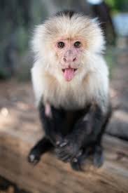 Friends' David Schwimmer branded 'despicable' by Marcel the Monkey's  trainer for moaning about working with the animal