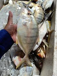 Check spelling or type a new query. Pilih2 Kamu Byk Jenis Ni Ikan Putih Kaykhan Business Facebook