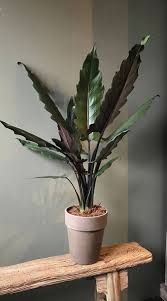 Ideally, temperatures need to be above 15°c year round, and plants will benefit from a misting with water to increase humidity around the foliage. 24 Gorgeous Purple Houseplants Balcony Garden Web