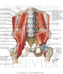 These muscles, including the gluteus maximus and the hamstrings, extend the thigh at the hip in support of the body's. Anterior Muscles Of The Pelvis