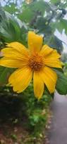 Image result for Tithonia diversifolia