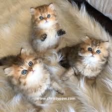 Ragdoll kittens are gentle, relaxed and have a really sweet nature. Silver Chinchilla Shaded Silver And Golden Persian Kittens For Sale In Missouri Christypaw Persians