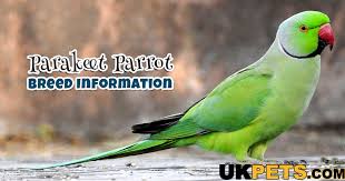 However, when well looked after, parrots can make wonderful companions for their owners. Parakeet Parrot Breed Information Temperament Care Uk Pets