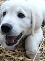 We did not find results for: Dog Returned To Germantown Owner After Reported Dognapping Wztv