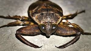 images?q=tbn:ANd9GcRCMlZM1NMFx3weQDWUAQ6