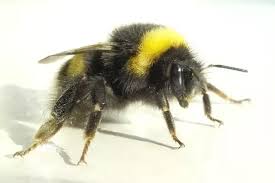 By giving the appearance of a real wasp nest, any nearby wasps will keep their distance, commonly about 20′ or further. Would A Bumble Bee Or Hornet Win In A Fight To The Death Quora