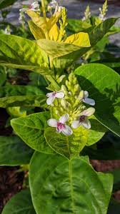 Image result for Pseuderanthemum