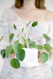 Möge sie ein langes leben haben #pilea #ufopflanze. Pflanzenliebe Pilea Vermehren Mein Feenstaub