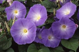 Image result for Ipomoea tricolor