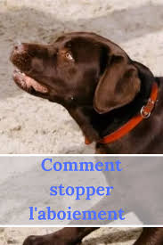 Comment Stopper L Aboiement De Chien Facilement Sans Crier Sur Son Fidele Compagnon Aboiement Chien Dresser Un Chien Comment Dresser Un Chien