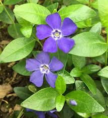 Image result for Vinca minor