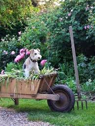 Pin Von Liane Auf Fox Terrier Photos Schubkarre Hunde Garten Tiere