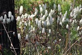 Image result for Stenostelma capense