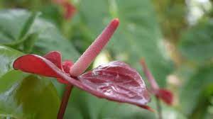 Anthurium Stock Video Footage 4k And Hd Video Clips Shutterstock