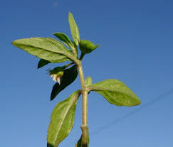 Image result for Eclipta