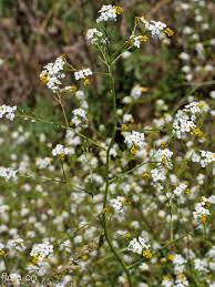 Image result for Crambe hispanica