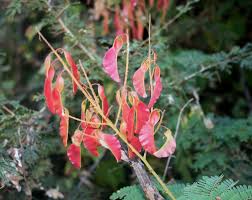 Image result for Pterolobium