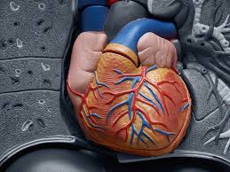 We are learning about the fascinating human body that god created in our school! Where Is The Heart Located In The Body And How Does It Work