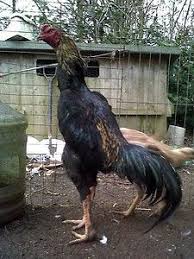 6 X Very Large O Shamo Hatching Eggs One Day Auction Pet Chickens Chicken Breeds Chickens And Roosters