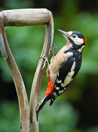 Small Bird With Black And White Head Uk Our Flower Patch Helping Children To Grow Flowers In Schools Colorful Birds Nature Birds Birds