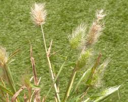 Image result for Polypogon monspeliensis