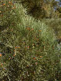 Image result for Podocarpaceae