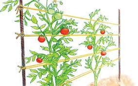 How to build a tomato trellis. Best Tomato Trellis Tomato Cages Family Food Garden
