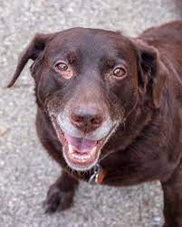 Are you a good dog owner? Hemangiosarcoma In Dogs In Annapolis Columbia Towson