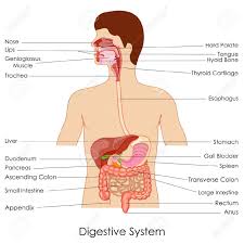 In Source 9193575 Chart Digestive System