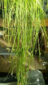 Image result for Eleocharis brainii