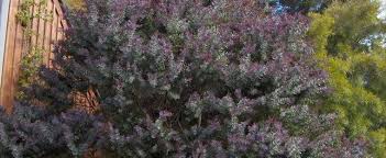 Buy the best and latest acacia baileyana on banggood.com offer the quality acacia baileyana on sale with worldwide free shipping. Acacia Bailey S Purple Acacia Cootamundra Wattle Purple Fern Leaf Acacia Acacia Baileyana Purpurea