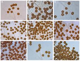 Image result for Scleroderma polyrhizon