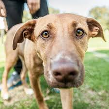 River Is A Rescued 6 Month Old Kelpie X Rhodesian Ridgeback I Adopted Her A Week Ago From Dunroamin Farm In W Dog Training Obedience Smiling Dogs Dog Stories
