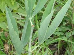 Image result for Cyphostemma paucidentatum