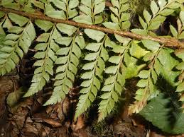 Image result for Elaphoglossum acrostichoides