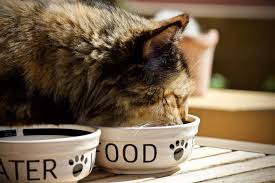 Maybe you would like to learn more about one of these? How Often You Feed Cats Could Be Critical For Their Health Here S What You Need To Know